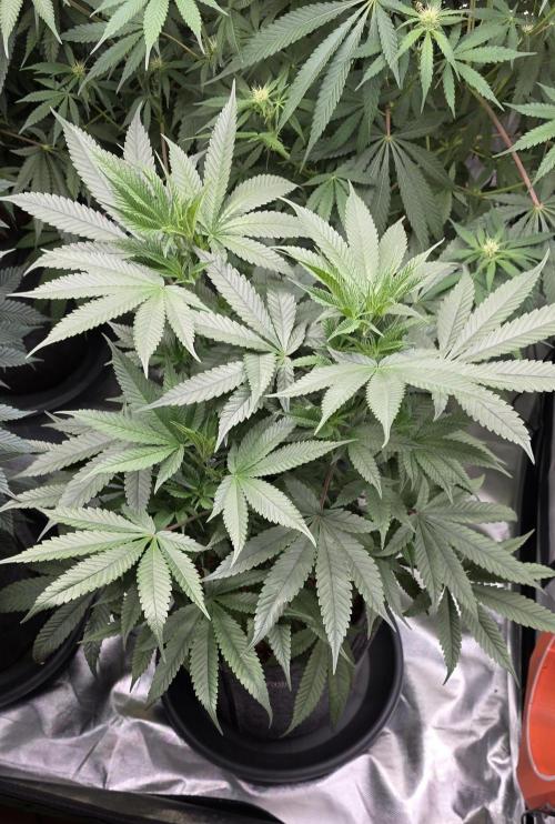 Jelly Donutz. Week 9