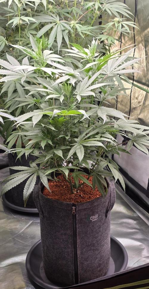 Jelly Donutz. Week 9