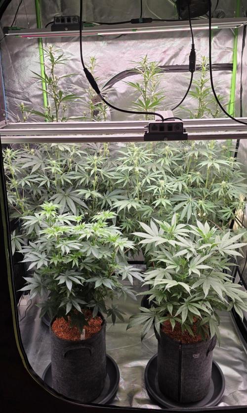 Jelly Donutz. Week 9