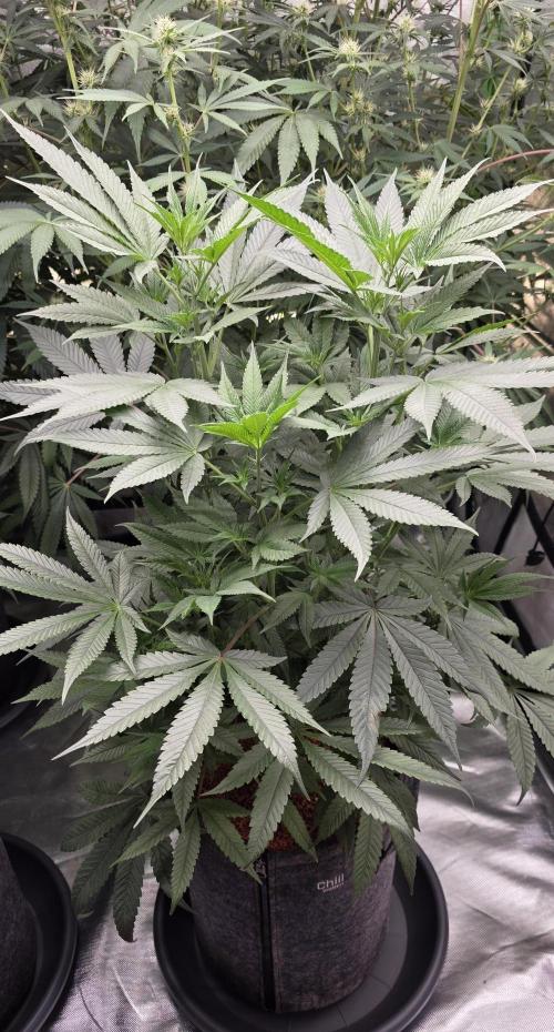 Jelly Donutz. Week 9