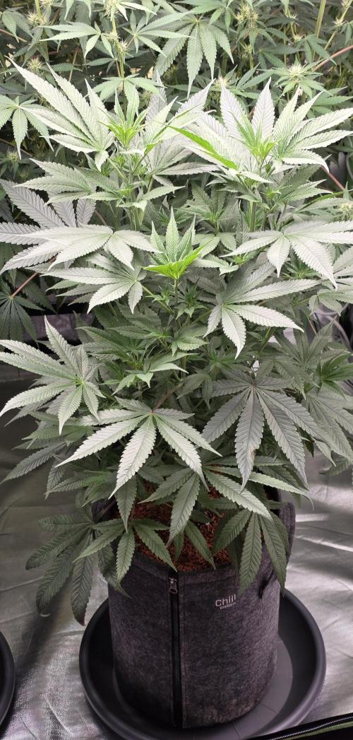 Jelly Donutz. Week 9