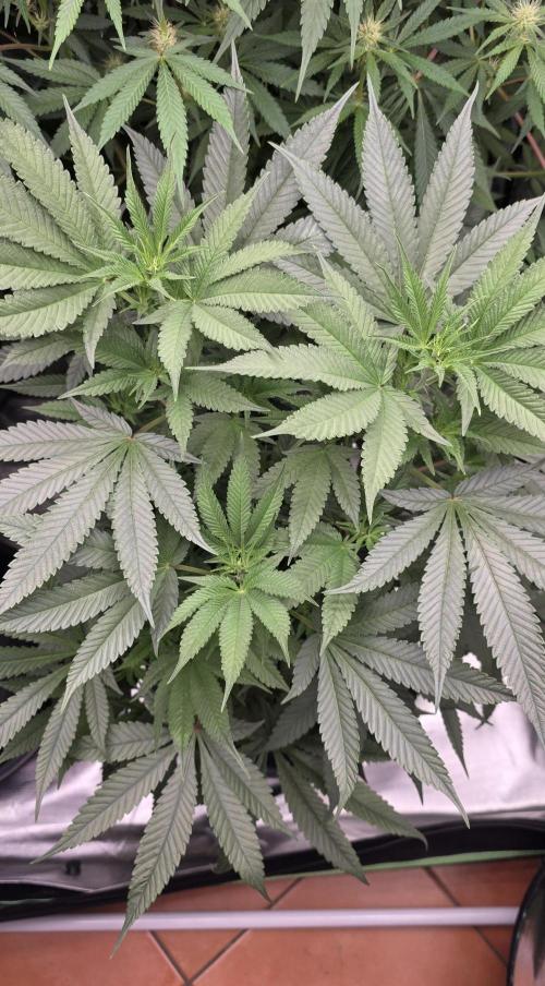 Jelly Donutz. Week 9