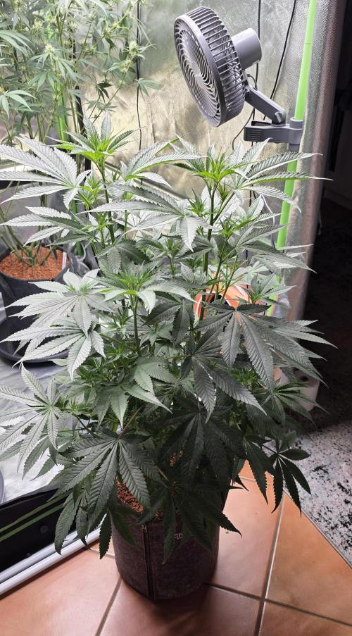 Jelly Donutz. Week 10