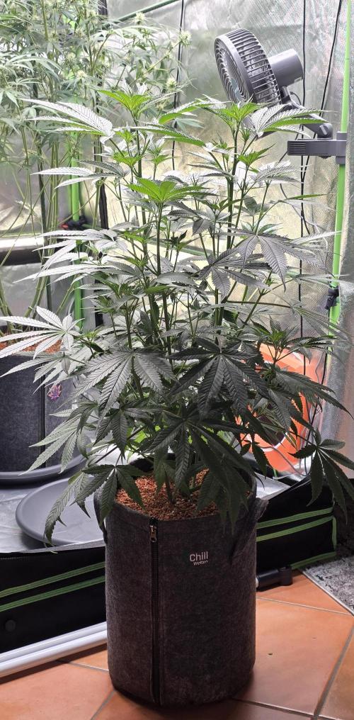 Jelly Donutz. Week 10