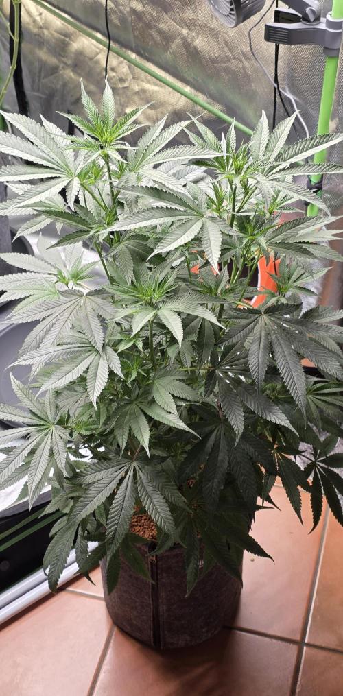 Jelly Donutz. Week 10