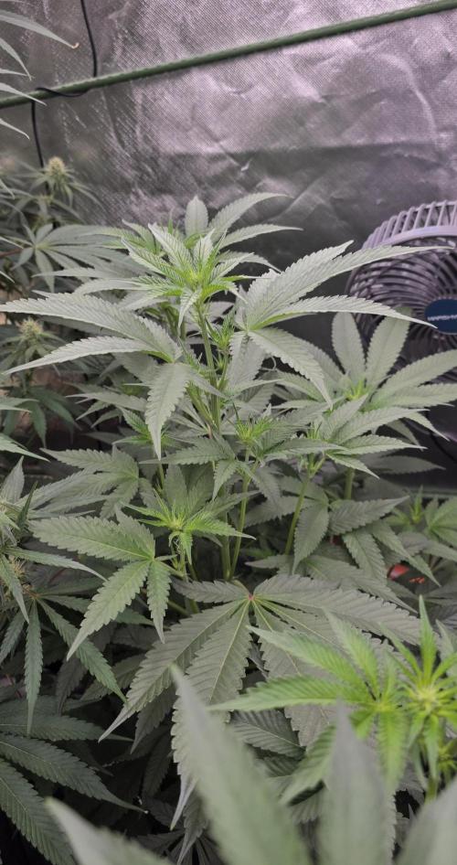 Jelly Donutz. Week 10