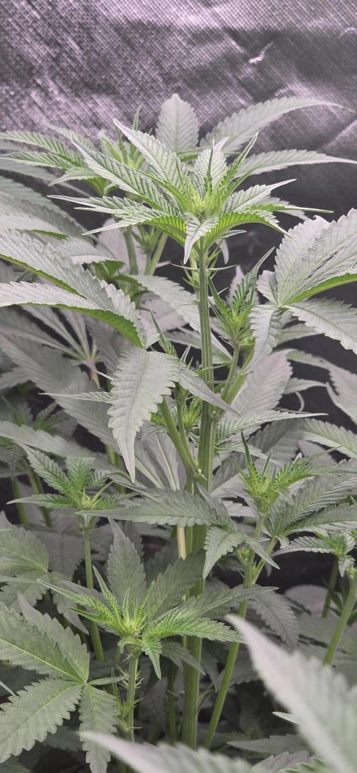 Jelly Donutz. Week 10