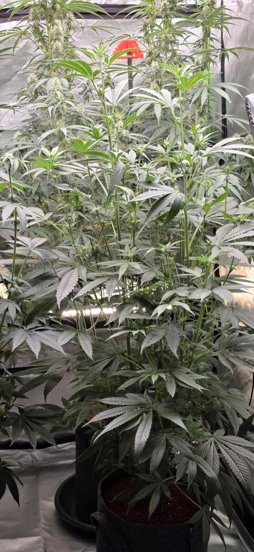 Jelly Donutz. Week 11