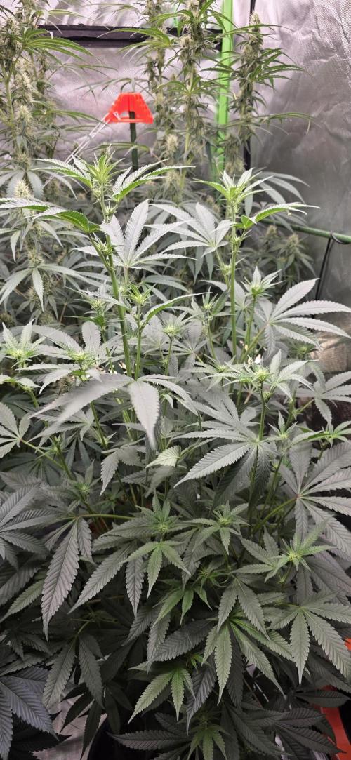 Jelly Donutz. Week 11