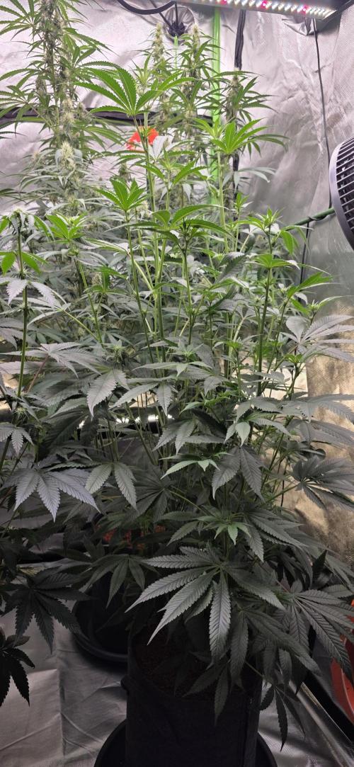 Jelly Donutz. Week 11