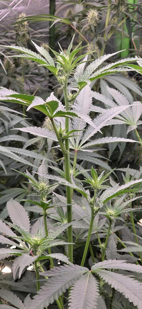 Jelly Donutz. Week 11