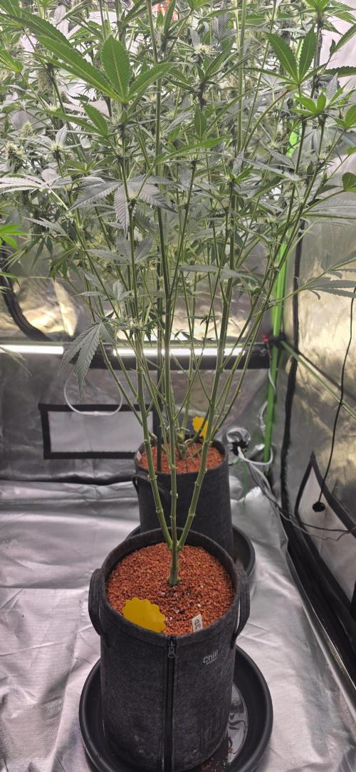 Jelly Donutz. Week 11
