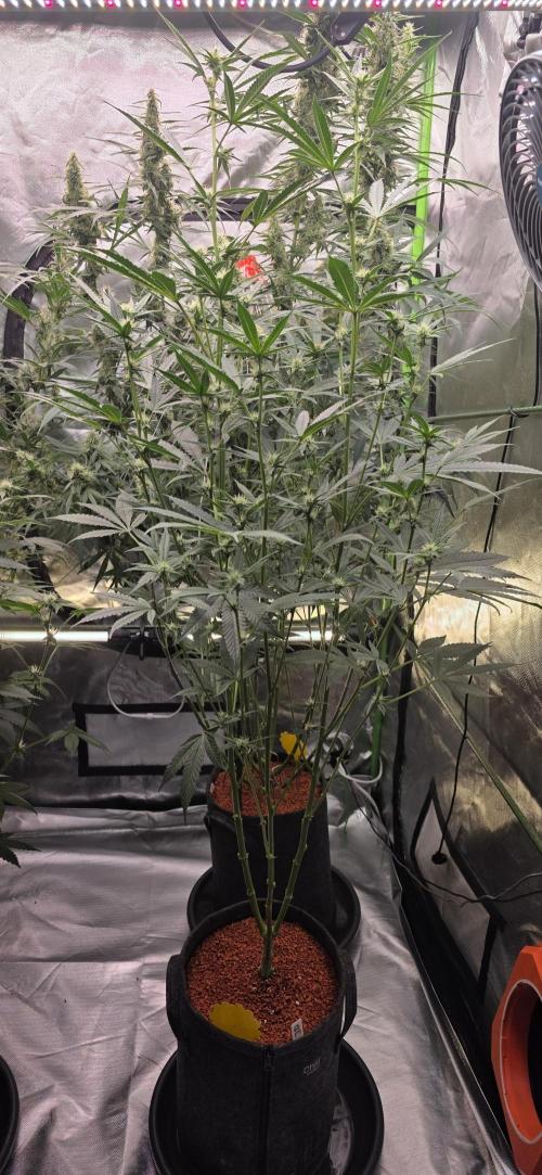 Jelly Donutz. Week 11