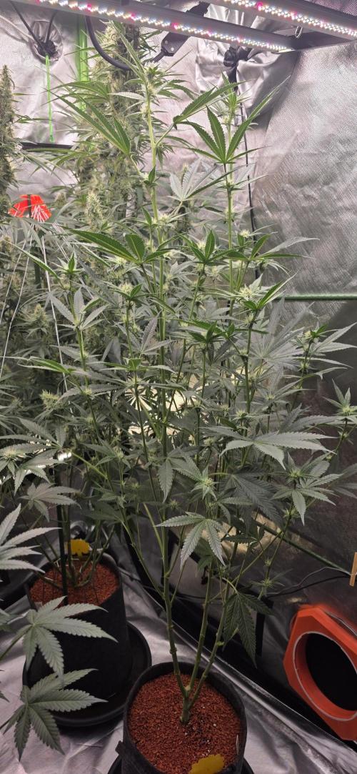 Jelly Donutz. Week 11
