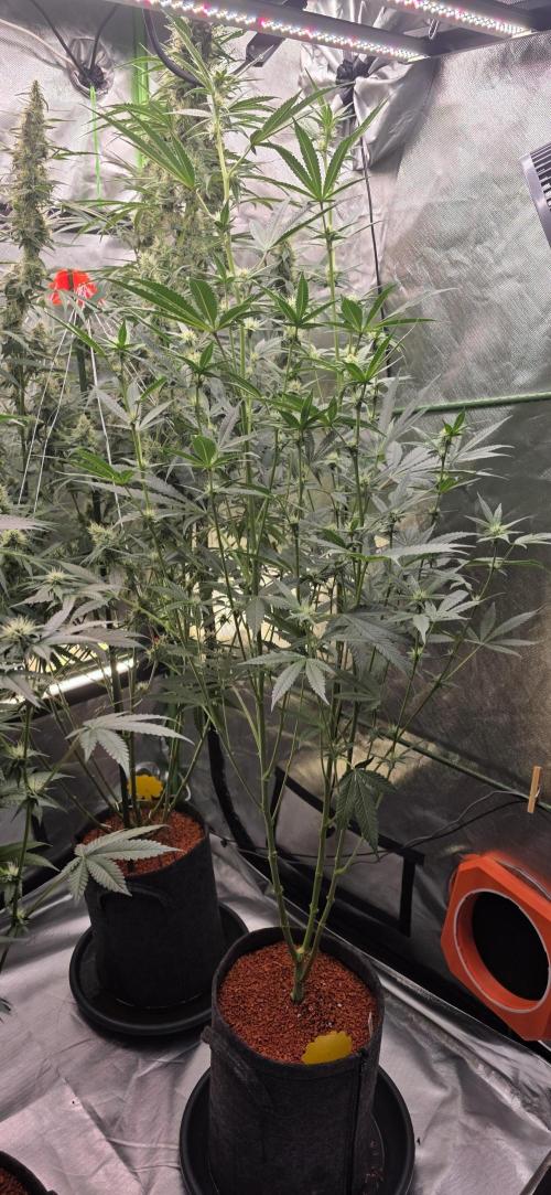 Jelly Donutz. Week 11