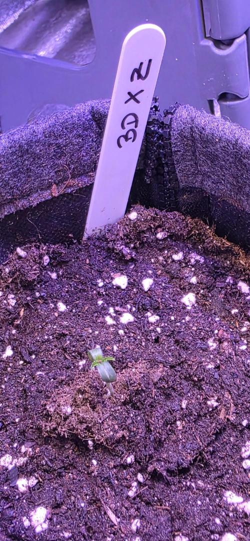 Brain Dead X Zazul. Week 0
