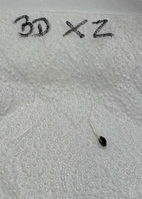 Brain Dead X Zazul. Week 0