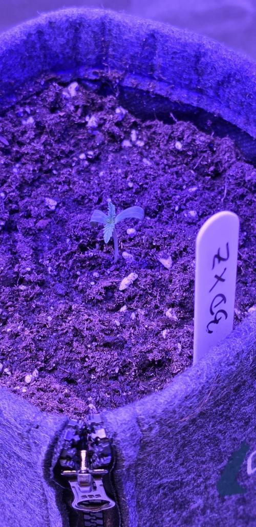 Brain Dead X Zazul. Week 1