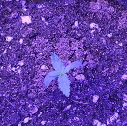 Brain Dead X Zazul. Week 1