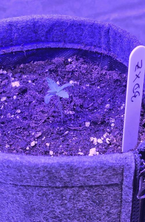 Brain Dead X Zazul. Week 1