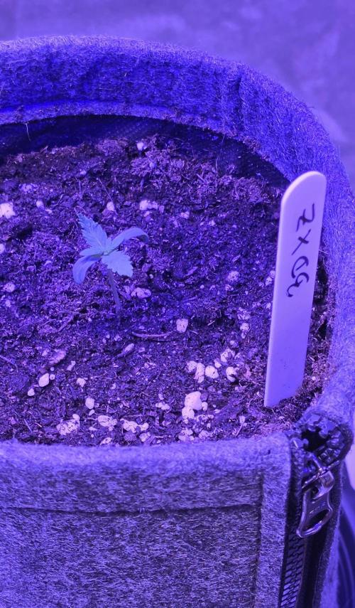 Brain Dead X Zazul. Week 1