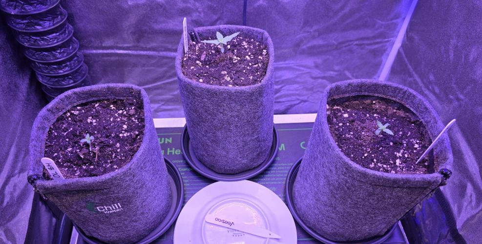 Brain Dead X Zazul. Week 1
