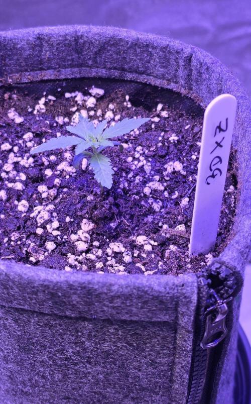 Brain Dead X Zazul. Week 1