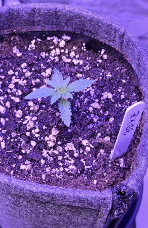 Brain Dead X Zazul. Week 1