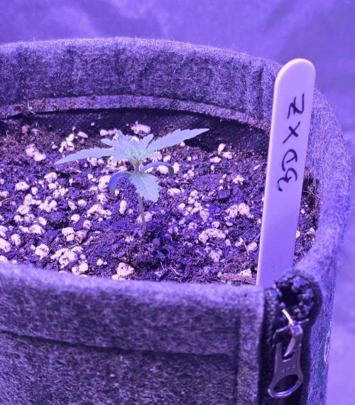 Brain Dead X Zazul. Week 1