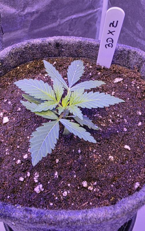 Brain Dead X Zazul. Week 2