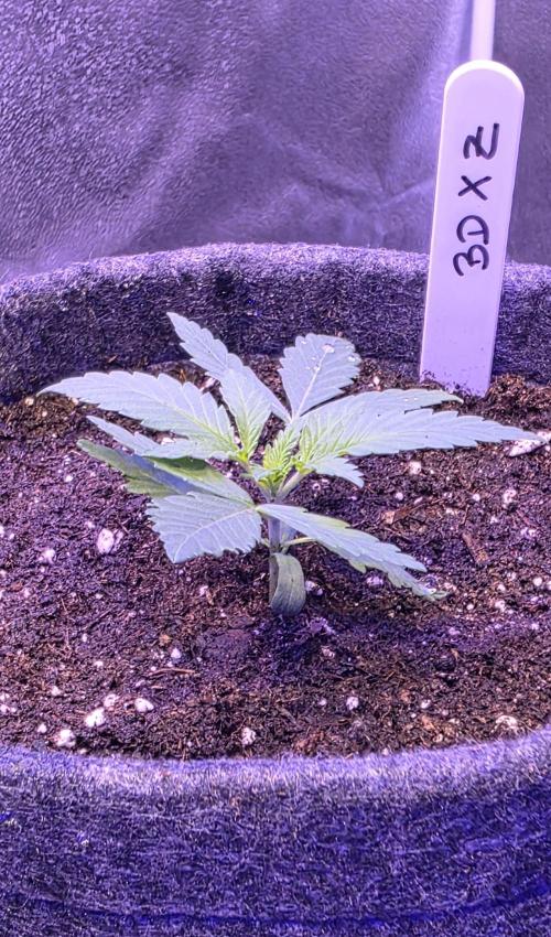 Brain Dead X Zazul. Week 2