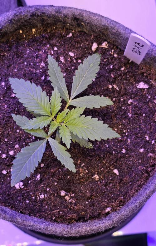 Brain Dead X Zazul. Week 2