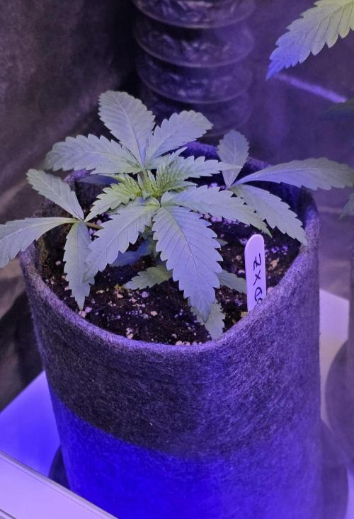 Brain Dead X Zazul. Week 2