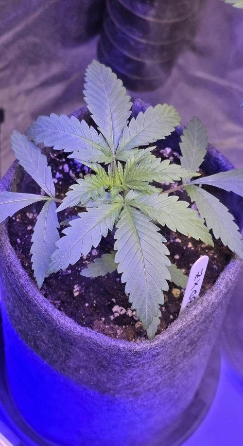 Brain Dead X Zazul. Week 2