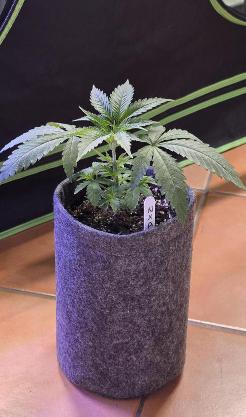Brain Dead X Zazul. Week 3