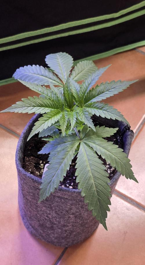 Brain Dead X Zazul. Week 3