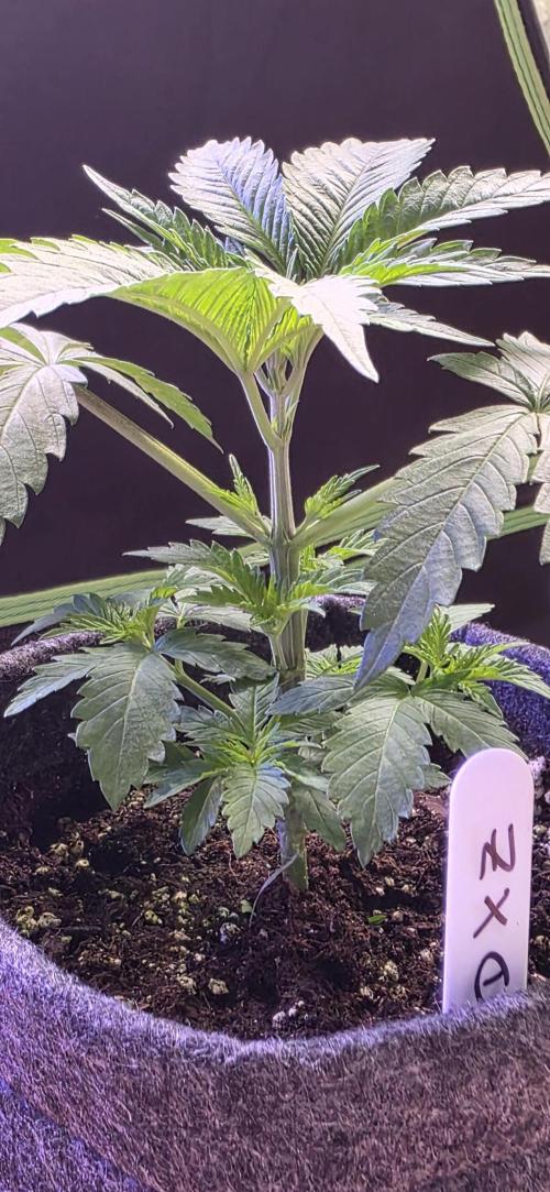 Brain Dead X Zazul. Week 3