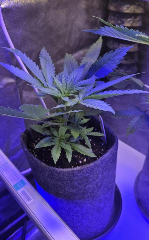 Brain Dead X Zazul. Week 3