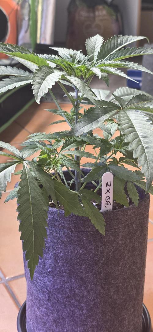 Brain Dead X Zazul. Week 4