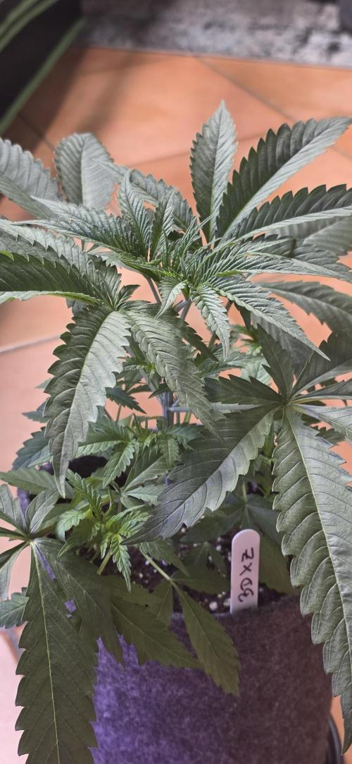 Brain Dead X Zazul. Week 4