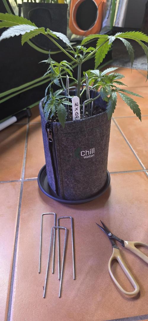 Brain Dead X Zazul. Week 4