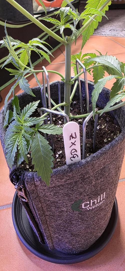 Brain Dead X Zazul. Week 4