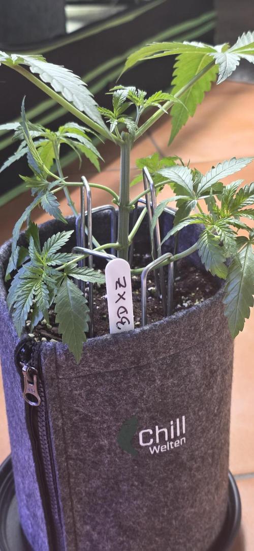 Brain Dead X Zazul. Week 4