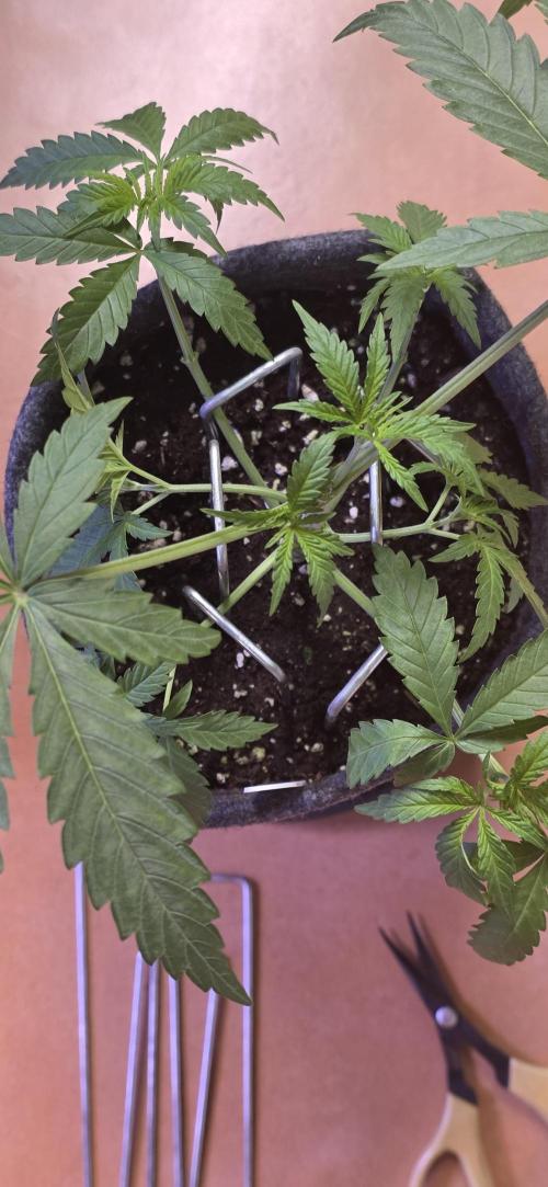 Brain Dead X Zazul. Week 4