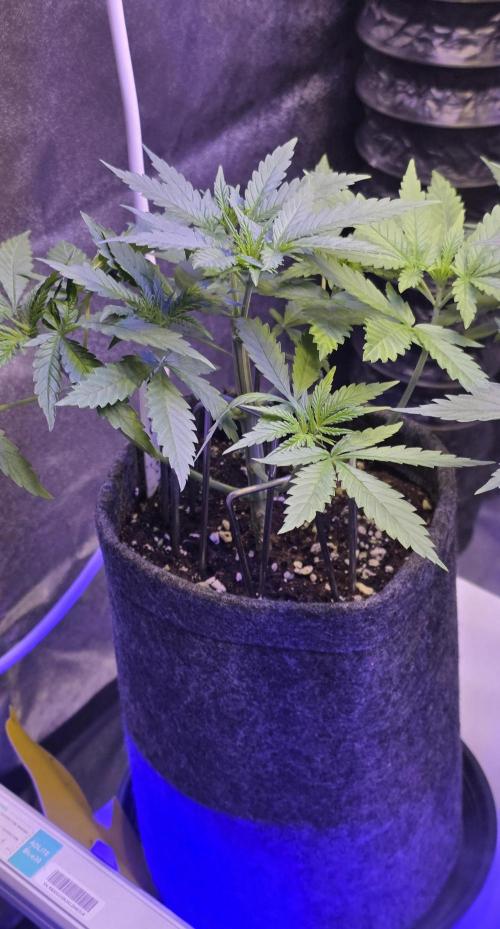Brain Dead X Zazul. Week 4