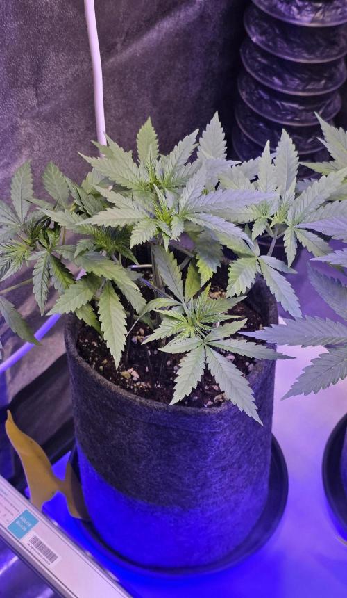 Brain Dead X Zazul. Week 4