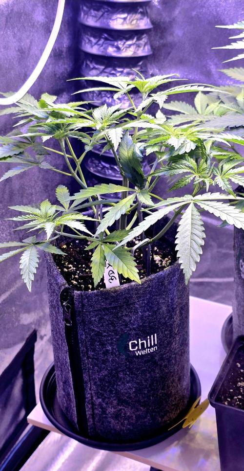 Brain Dead X Zazul. Week 4