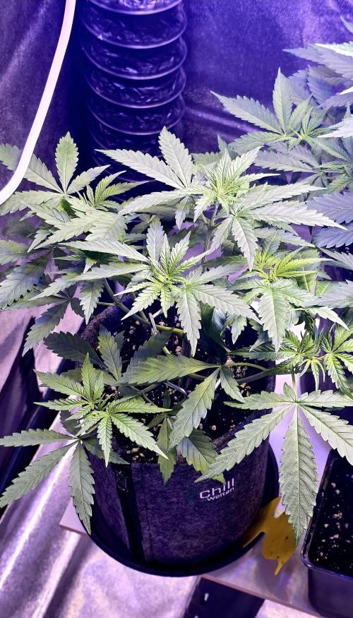 Brain Dead X Zazul. Week 4