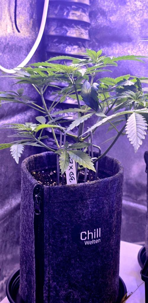 Brain Dead X Zazul. Week 4