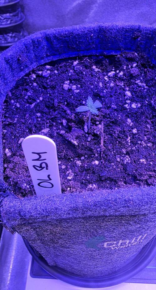ONE LOVE Bob Marley Edition. Week 1